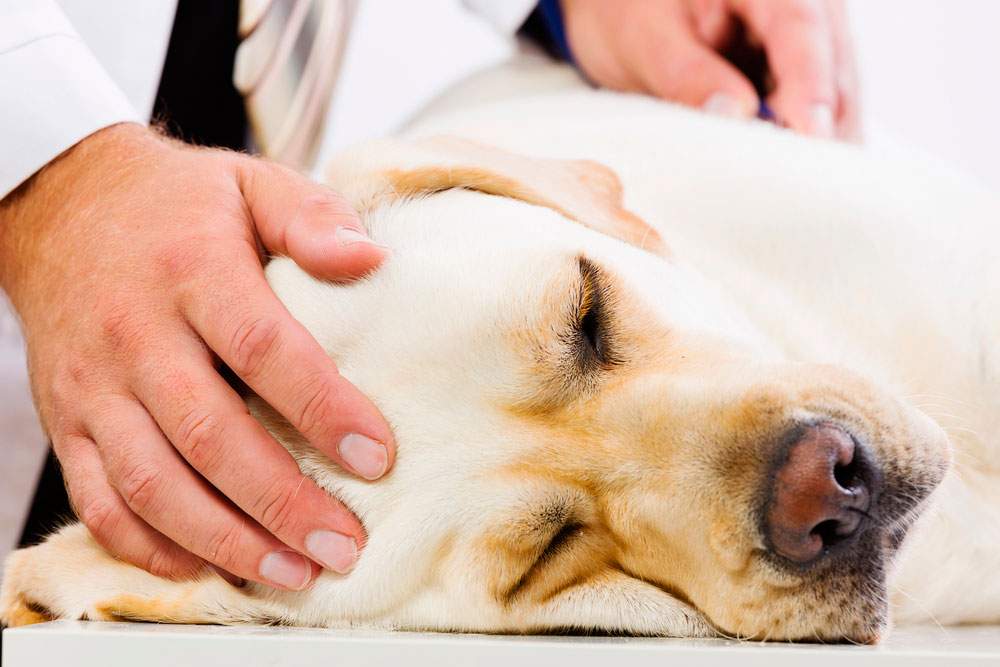 Perro siendo examinado antes de una maniobra RCP